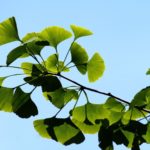 Ein Blick auf Ginkgo biloba