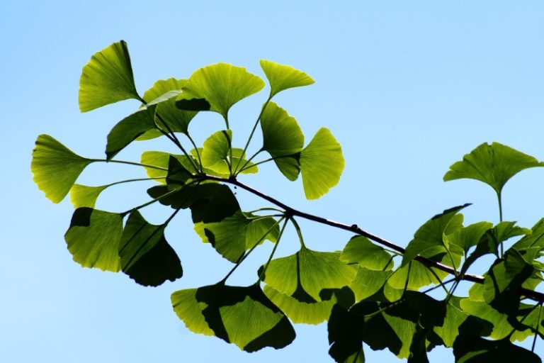 Ein Blick auf Ginkgo biloba