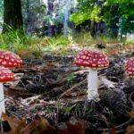 Das karmesinrote Juwel: Eine kurze Geschichte von Amanita Muscaria
