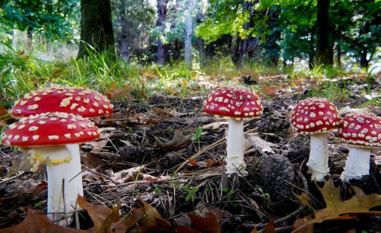 Das karmesinrote Juwel: Eine kurze Geschichte von Amanita Muscaria