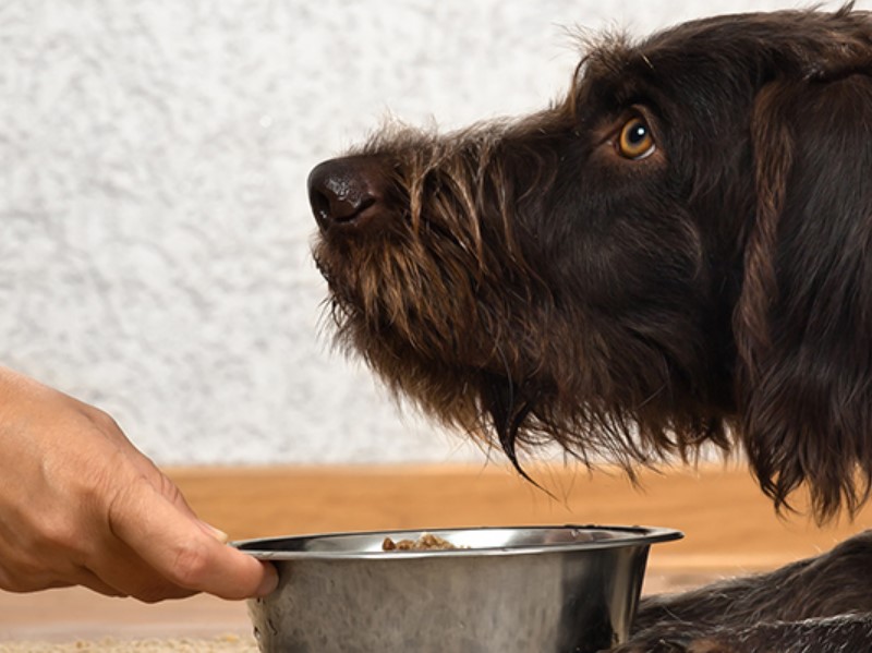 Kaltgepresstes Hundefutter hat in der Regel kürzere Haltbarkeit.