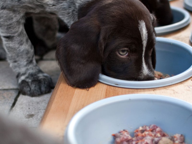 Kaltgepresstes Hundefutter gehört zu den besten Trockenalternativen zur Rohfütterung.