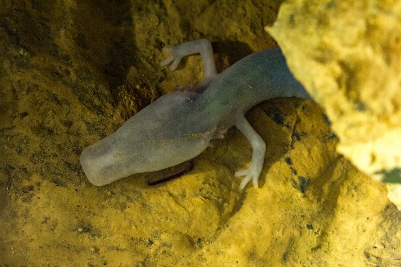 Menschlicher Fisch in der Höhle von Postojna