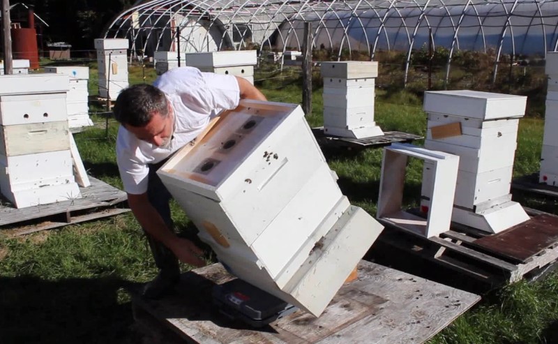 Sie brauchen nur eine Bienenstockwaage