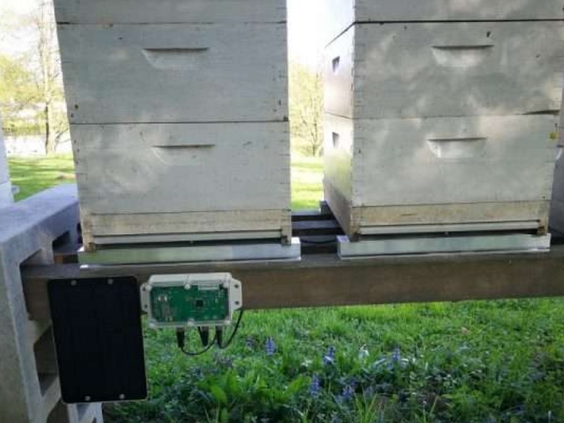 Bienenstock auf eine Bienenstockwaage zu heben