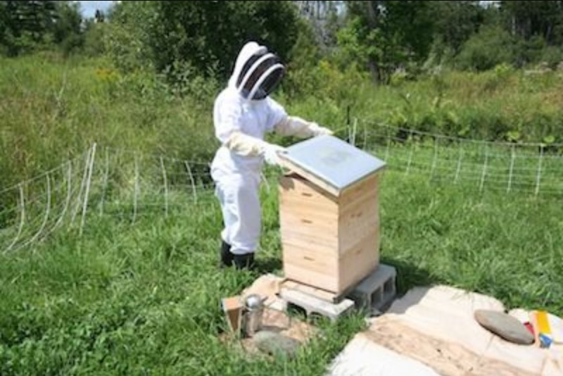 Wiegen des Bienenstocks mit einer Bienenstockwaage