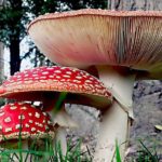 Die faszinierende Geschichte und Mythen rund um Amanita Muscaria