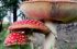 Die faszinierende Geschichte und Mythen rund um Amanita Muscaria