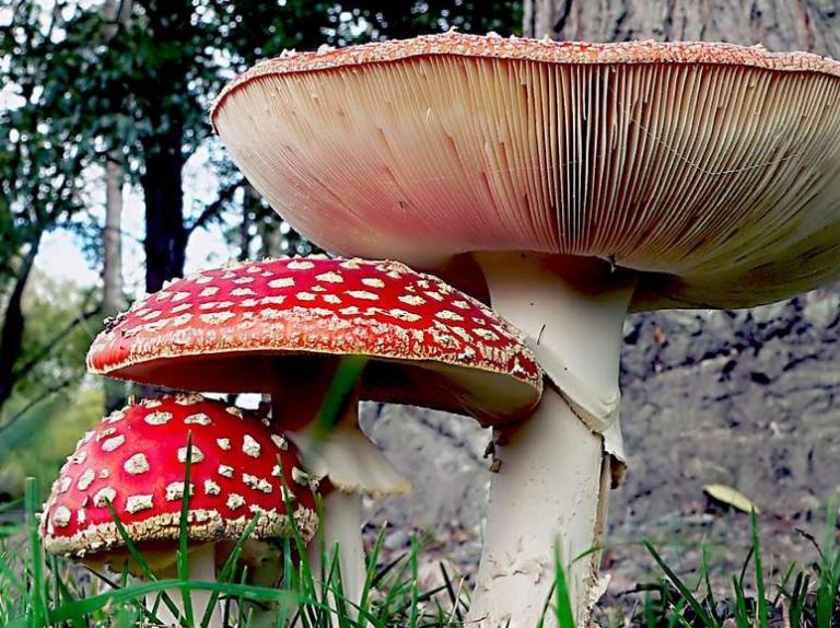 Die faszinierende Geschichte und Mythen rund um Amanita Muscaria