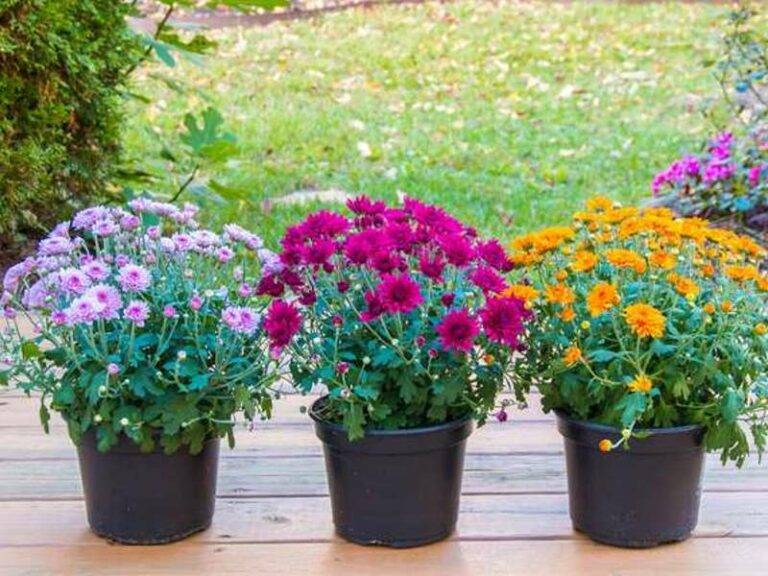 Verwandeln Sie Ihren Garten mit Blumentöpfen