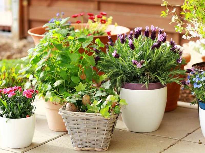 hochwertige Blumentöpfen