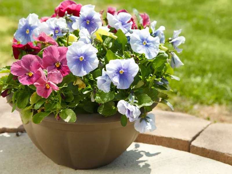 Kollektion stilvoller, hochwertiger Blumentöpfe