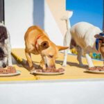 Hundefutter