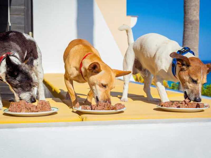 Hundefutter