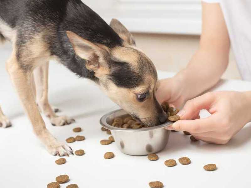 Hundefutter trocken Futter für Hunde