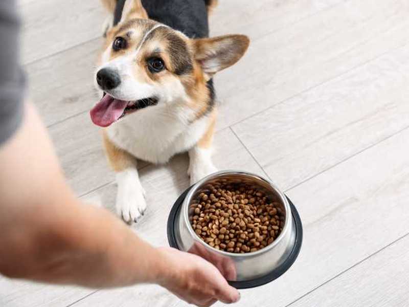 Hundefutter für die Gesundheit des Hundes