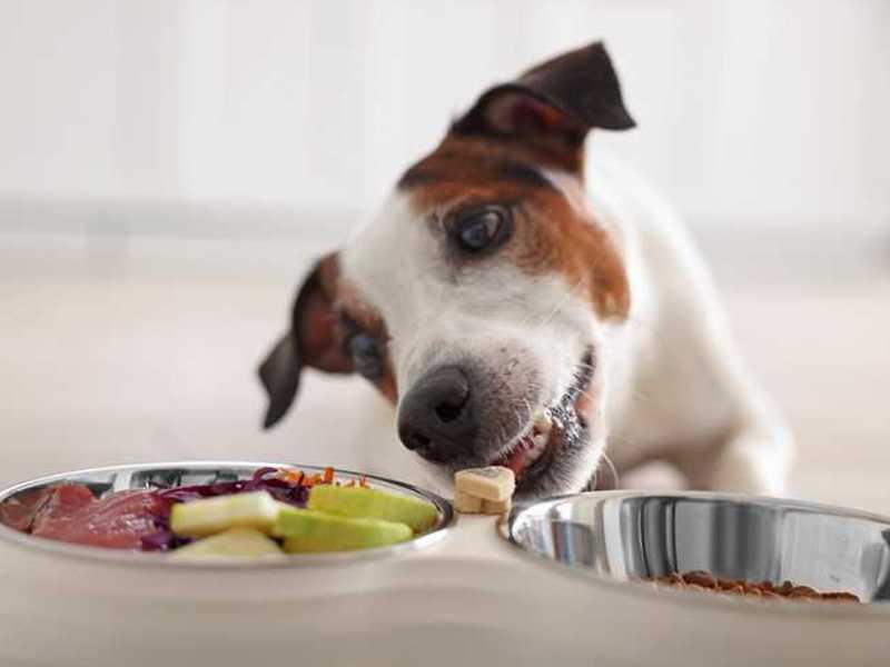 Hunde futtern zwei Mal pro Tag